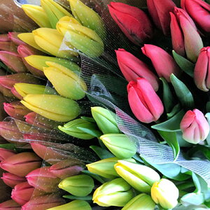 �y�ӂ邳�Ɣ[�Łz�t�����[�t�@�[������˂̃`���[���b�v�؉�50�{�i�s���N20�{�E��20�{�E��10�{�j �`���[���b�v �ԑ� �؉� �A�� �� �@���͂��F2025�N12�����{�`2026�N3�����{