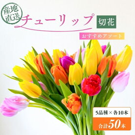 【ふるさと納税】フラワーファームしろねのチューリップ切花50本おすすめアソート（5品種×各10本） 植物 花束 　お届け：2026年12月中旬～2027年3月下旬
