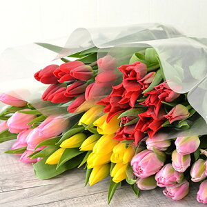 �y�ӂ邳�Ɣ[�Łz�t�����[�t�@�[������˂̃`���[���b�v�؉�50�{�������߃A�\�[�g�i5�i��×�e10�{�j �A�� �ԑ� �@���͂��F2025�N12�����{�`2026�N3�����{