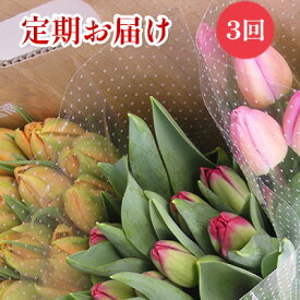 【ふるさと納税】【1・2・3月定期お届け計3回】フラワーファームしろねのチューリップ切花30本おすすめアソート 植物 花束 　お届け：2027年1月～2027年3月中旬