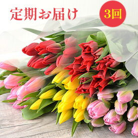 【ふるさと納税】【1・2・3月定期お届け計3回】フラワーファームしろねのチューリップ切花50本おすすめアソート 植物 花束 　お届け：2027年1月～2027年3月中旬