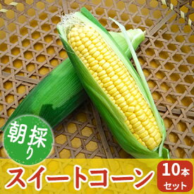 【ふるさと納税】朝採りスイートコーン 10本セット　【野菜・とうもろこし】　お届け：2024年7月1日～7月25日