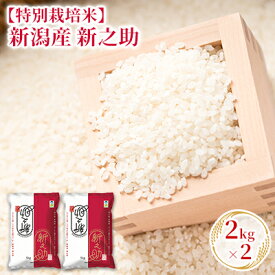 【ふるさと納税】令和7年産【特別栽培米】新潟産新之助 2kg×2 お米 精米 白米 ご飯 ブランド米 銘柄米 おにぎり お弁当 産地直送 　お届け：2026年9月30日 まで