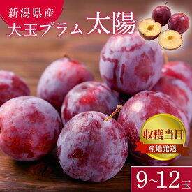 【ふるさと納税】プラム 太陽 9～12玉 収穫当日出荷 冷蔵便 大玉 すもも 皮ごと フルーツ 果物 おやつ デザート 産地直送 新潟県 新潟　【 新潟市 】　お届け：2024年8月下旬～9月中旬