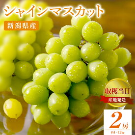 【ふるさと納税】シャインマスカット 2房 約1～1.2Kg 収穫当日出荷 ぶどう フルーツ 果物 皮ごと食べられるぶどう 種なし おやつ デザート 産地直送 新潟県 新潟 　お届け：2026年9月中旬～11月上旬
