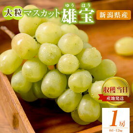 【ふるさと納税】雄宝 1房 約1～1.2kg 収穫当日出荷 大粒 マスカット ぶどう フルーツ 果物 皮ごと食べられるぶどう 新品種 種なし シャインマスカット おやつ デザート 産地直送 新潟県 新潟 　お届け：2026年9月下旬～10月下旬