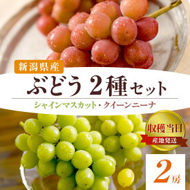 【ふるさと納税】ぶどう2種詰め合わせ シャインマスカット クインニーナ 2房 収穫当日出荷 ぶどう 詰め合わせ セット フルーツ 果物 皮ごと食べられるぶどう 種なし おやつ デザート 希少品種 産地直送 新潟県 新潟 　お届け：2026年9月上旬～10月中旬