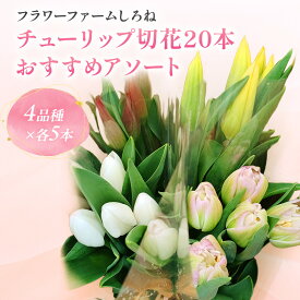 【ふるさと納税】フラワーファームしろねのチューリップ切花20本おすすめアソート（4品種×各5本） 花 チューリップ セット フラワー 新潟市　お届け：2026年12月中旬～2027年3月下旬