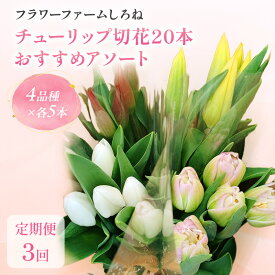 【ふるさと納税】【1・2・3月定期お届け計3回】フラワーファームしろねのチューリップ切花20本おすすめアソート 花 お花 はな チューリップ 春 切り花 インテリア 新潟　お届け：2027年1月～2027年3月中旬