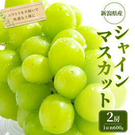 【ふるさと納税】【先行受付】 新潟県産シャインマスカット 2房　お届け：2026年9月上旬～10月下旬まで