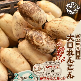【ふるさと納税】大口れんこん レンコン 蓮根 おおくちれんこん おおぐちれんこん 選べる 2kg 4kg 新潟県長岡産 野菜 根菜 中之島
