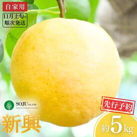 【ふるさと納税】先行予約 和梨 新興 自家用 約5kg [11月上旬から発送予定] 令和7年度 新潟県産 梨 [三条果樹専門家集団] 【010P066】