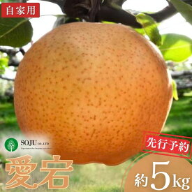 【ふるさと納税】先行予約 和梨 愛宕 自家用 約5kg 令和8年度 新潟県三条市産 梨 [三条果樹専門家集団] 【010S262】