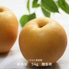 【ふるさと納税】新興梨 5kg 贈答用 [2025年発送分] 令和7年産 和梨 新潟 三条 燕三条 果物 [こひなた果樹園] 【015S190】