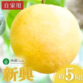 【ふるさと納税】和梨 新興 自家用 約5kg 令和7年度 新潟県産 梨 [三条果樹専門家集団] 【010P066】
