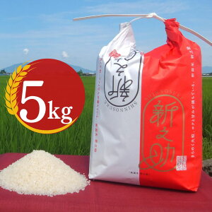 �y�ӂ邳�Ɣ[�Łz �V�V�� 5kg �V�����Y �ߘa7�N�Y 2025�N�Y �V�V���i����̂����j�ߘa7�N�x [���є_��] �y010P079�z