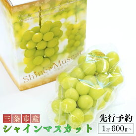 【ふるさと納税】先行予約 シャインマスカット 1房 (600g以上) 令和8年度 新潟県産 種なし ぶどう マスカット [JAえちご中越]【010S079】