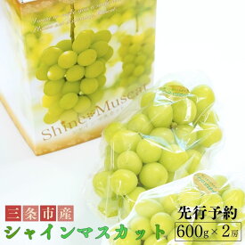 【ふるさと納税】 先行予約 シャインマスカット 約600g×2房 令和8年度 新潟県産 種なし ぶどう マスカット [JAえちご中越]【017S043】