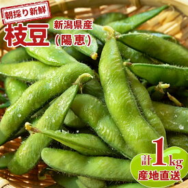 【先行予約】【ふるさと納税】新潟県産 枝豆 1~3kg 朝採りをお届け 枝豆（陽恵） [2026年発送分] 令和8年産 選べる数量 1kg 2kg 3kg [堀川農園]【010S136】