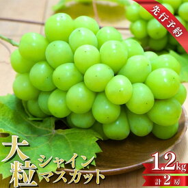 【ふるさと納税】先行予約 シャインマスカット 2房 約1.2kg [9月上旬～9月下旬頃発送] 令和8年度 新潟県 三条市産 ぶどう [マツシタ]【020S061】