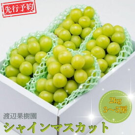 【ふるさと納税】先行予約 シャインマスカット2kg (3~5房) 令和8年度 贈答用 シャインマスカット 新潟県 三条市産 ぶどう [渡辺果樹園] 【034S008】