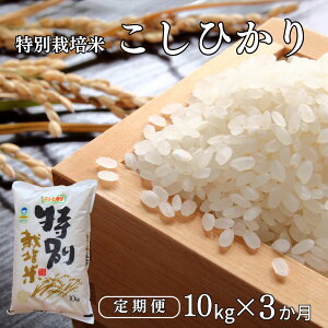 yӂ邳Ɣ[Łz [10kg×3] ʍ͔| RVqJ10kg VF ߘa7NY VOsY Ђ 3Ał͂ AOI[y053S002z