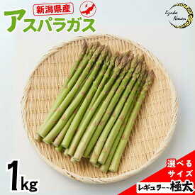 【ふるさと納税】先行予約 新潟県産 アスパラガス 約1kg 選べる3サイズ レギュラー 太目(中太) 極太 [2026年5月頃から順次発送予定] 令和8年産 厳選出荷 [飯塚農園] 【011P039】