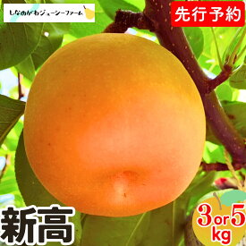【ふるさと納税】 先行予約 和梨 新高 約3kg・約5kg 令和8年度 選べる数量 新潟県 三条市産 梨 [しなのがわジューシーファーム]