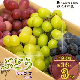 【ふるさと納税】先行予約 ご自宅用ぶどうおまかせセット [1.3kg 2kg 3kg 選べる容量] 令和8年度 自家用 新潟県 三条市産 シャインマスカット ぶどう [渡辺果樹園] 【014S172】