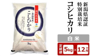 yӂ邳Ɣ[Łzy12ցzVFؓʍ͔| RVqJ  5kg×12iv 60kgjAO[z}[Y0370]y V s z