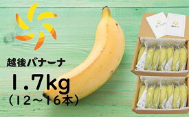 【ふるさと納税】【雪国新潟産バナナ】1.7kg（12～16本）濃厚な甘さともっちり食感！安心安全の越後バナーナ【 新潟県 柏崎市 】
