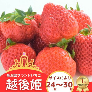 yӂ邳Ɣ[Łzys\EʌzzP 24`30 ÂăW[V[IVuh t@[Ȃ݂蒼[ZB360]y V s z