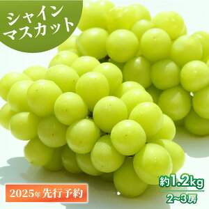 yӂ邳Ɣ[Łz ʌ VC}XJbg 1.2kg 2`3[ VC }XJbg ʕ  t[c XC[c fU[g  uhE Ԃǂ Mtg  _ V V Vc 