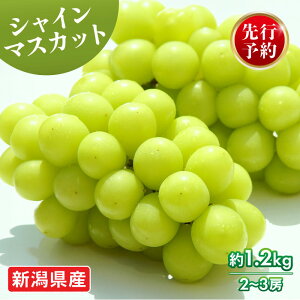 yӂ邳Ɣ[Łz 2026Ns\ VC}XJbg 1.2kg 2`3[ }XJbg ʕ  t[c XC[c  uhE Ԃǂ _ V Vcs C06_01