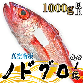 【ふるさと納税】 ノドグロ 1尾 約1000g以上 新潟 日本海産 高級魚 新鮮 真空 急速冷凍 冷凍 魚介類 日本海 新潟産 国産 uomizushima009