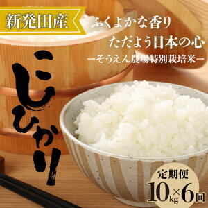 yӂ邳Ɣ[Łz R7NY RVqJ Iׂ 5kg 10kg Pi  3 6 VY    Ђ V V VcY   