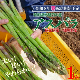 【ふるさと納税】 R8年産先行予約 アスパラガス 1kg （ 約 40本 ） グリーンアスパラガス 野菜 旬 旬の野菜 期間限定 数量限定 【 新潟県 新発田 産 のぞみふぁーむ アスパラガス 農福連携 先行予約 1kg 甘い 太い 柔らかい 特産品 nozofarm001_01 】