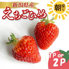 【ふるさと納税】 【先行予約】 いちご 越後姫 3L～2L 選べる パック数 12粒～30粒 朝採り 当日発送 苺 イチゴ えちごひめ 朝どれ 朝摘み 生産者直送 農家 直送 数量限定 季節限定 期間限定 須貝いちご園 新潟 新発田 sugai001P