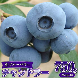 【ふるさと納税】 生ブルーベリー チャンドラー 750g ブルーベリー 生 直送 新鮮 朝食 ヨーグルト 冷蔵 フルーツ 果物 くだもの とれたて kanda001