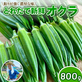 【ふるさと納税】 ＼先行予約／ オクラ 8袋 1袋あたり8本 新鮮 朝採り 採りたて 800g 令和8年産 おくら 特産品 野菜 夏野菜 つぐちゃん畑 家庭用 新潟 新潟県 新発田産 新発田市 tsuguchan001_01