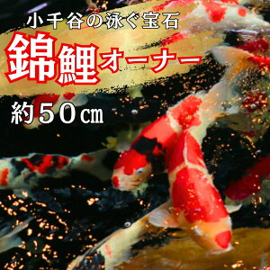 yӂ邳Ɣ[ŁzyEɌւj΁zьI[i[ TCY50cmO | I[i[ ь jVLSC  RC  V Js y0002-0175-01z