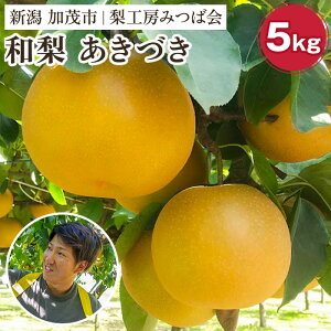 �y�ӂ邳�Ɣ[�Łz�y2026�N��s�\��z�V�����Y �a�� �����Â� �I�ׂ���e�ʁu3kg�i5�`10�ʁj�vor�u5kg�i8�`16�ʁj�v�s9�����{�ȍ~�����t �ʕ� �t���[�c�M�t�g �H�̖��o ���Ύs ���H�[�݂Ή�