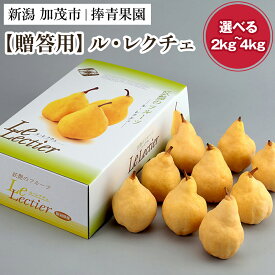 【ふるさと納税】【2026年先行予約】【贈答用】西洋梨 ル・レクチェ 約2〜4kg 《11月下旬～順次発送》 ルレクチェ ル・レクチエ ルレクチエ 幻の西洋梨 果実 フルーツ 冬の味覚 加茂市 捧青果園