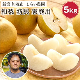 【ふるさと納税】【2026年先行予約】しらい農園の和梨 新興 家庭用5kg（6〜16玉）《10月下旬～順次発送》 果実 フルーツ 訳あり 甘くてジューシーな梨 なし 新興 しんこう 加茂市 しらい農園