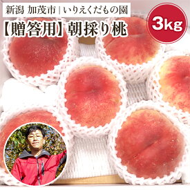 【ふるさと納税】【2024年先行予約】【贈答用】朝採り桃 「約2kg」or「約3kg」 《7月下旬より順次発送》 新潟県産 果汁たっぷりの新鮮な桃 朝採り発送 産地直送 果物 フルーツ 加茂市 いりえくだもの園