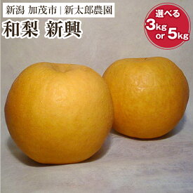 【ふるさと納税】【2025年先行予約】和梨 新興 選べる「3kg」 or「 5kg」 《10月下旬から順次発送》 果物 フルーツ 梨 和梨 デザート 加茂市 新太郎農園