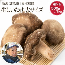 【ふるさと納税】 【2025年先行予約】生しいたけ 大サイズ 選べる内容量「約500g」or「約1kg」《10月中旬から順次出荷》 品評会で金賞受賞！ きのこ しいたけ 椎茸 食べ応えあるビッグサイズ 肉厚で旨味たっぷり！ 加茂市 青木農園