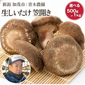 【ふるさと納税】生しいたけ 並サイズ（笠開き）「約500g」or「約1kg」《順次出荷》 品評会で金賞受賞！ きのこ しいたけ 椎茸 特大 食べ応えある大きさ 肉厚で旨味たっぷり！ 加茂市 青木農園
