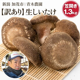【ふるさと納税】【訳あり】生しいたけ 笠開き 選べる内容量「約600g」or「約1.3kg」《順次発送》 品評会で金賞受賞！ きのこ 訳あり しいたけ 椎茸 特大 食べ応えある大きさ 肉厚で旨味たっぷり！ 加茂市 青木農園