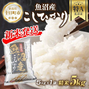 yӂ邳Ɣ[Łzyߘa7NY Vė\z Y RVqJ 5kg V _Ƃ̂ V \s    R Hi lC     uh  @